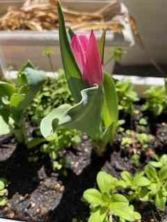 チューリップ１